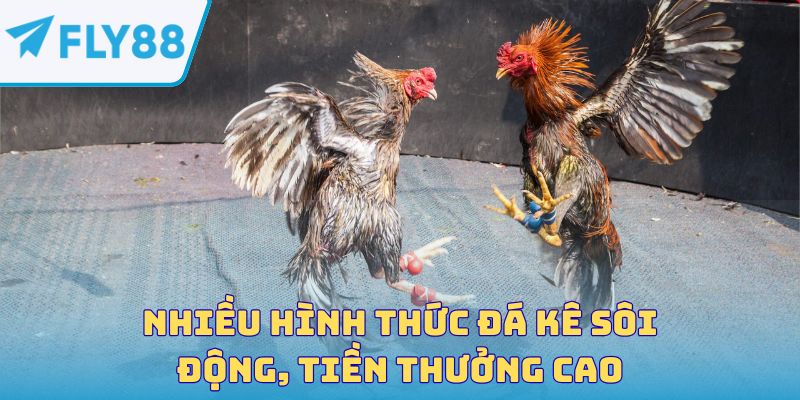 Nhiều hình thức đá kê sôi động, tiền thưởng cao