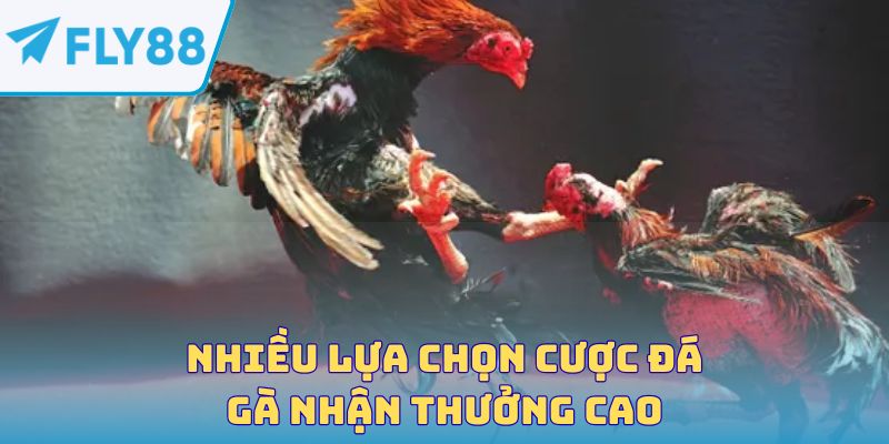 Nhiều lựa chọn cược đá gà nhận thưởng cao
