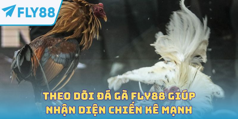 Theo dõi đá gà Fly88 giúp nhận diện chiến kê mạnh